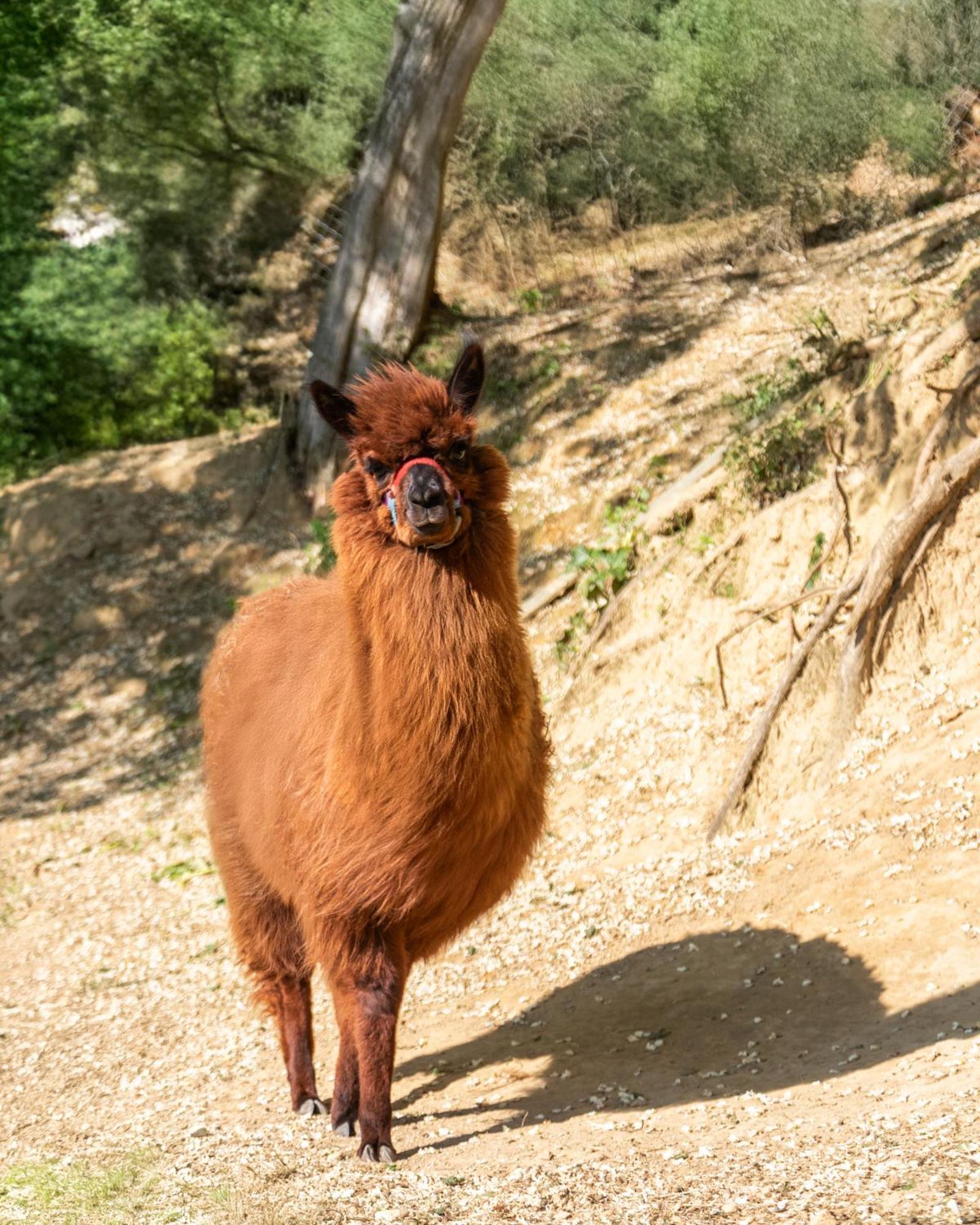 Alpaca Country House Pontedera Εξωτερικό φωτογραφία