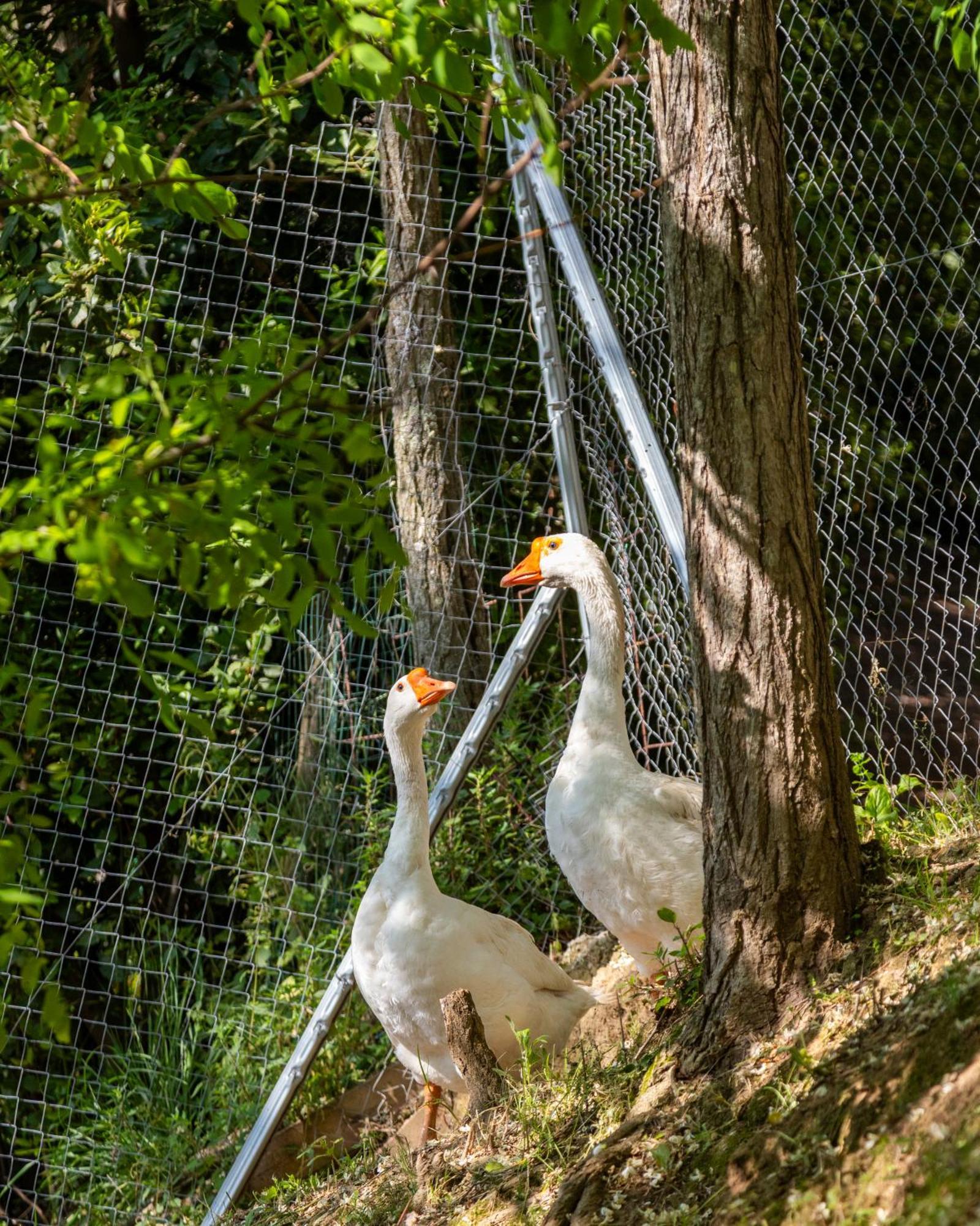 Alpaca Country House Pontedera Εξωτερικό φωτογραφία