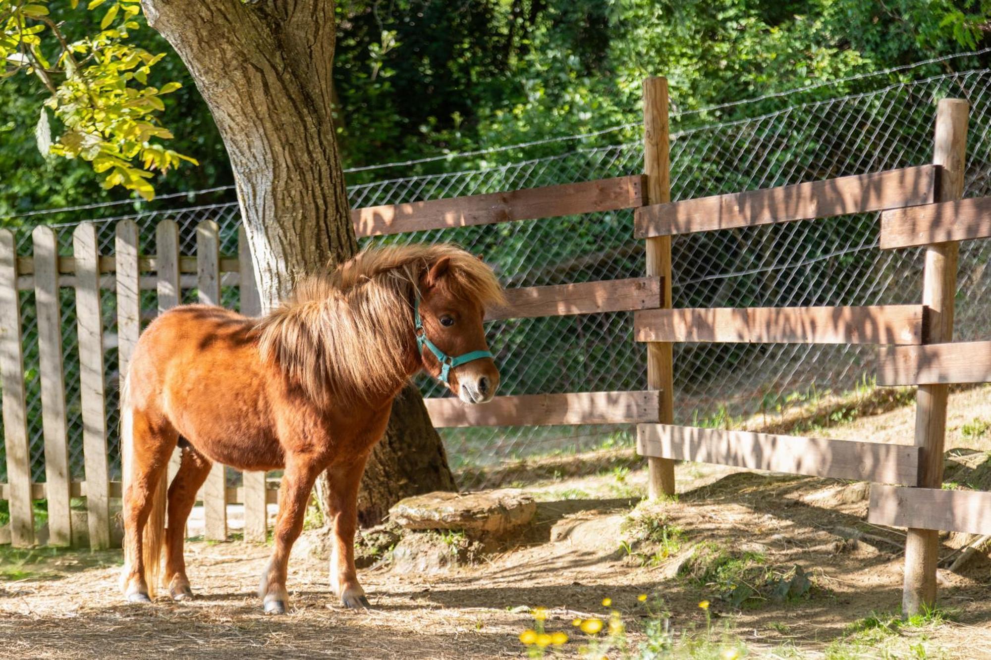 Alpaca Country House Pontedera Εξωτερικό φωτογραφία