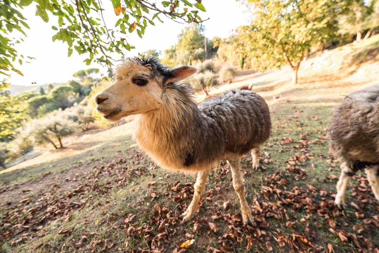 Alpaca Country House Pontedera Εξωτερικό φωτογραφία